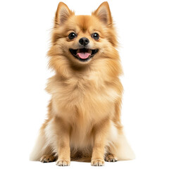 A cheerful Pomeranian dog sitting gracefully against a clean white background. its fluffy coat and bright expression. perfect for pet-related content or advertisements