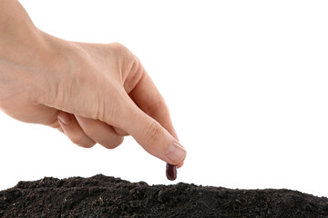 Woman putting bean into fresh soil on white background, closeup