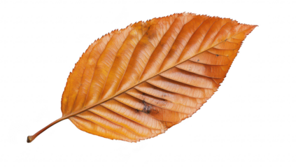 A orange leaf resting on a clean white surface. intricate vein patterns and natural textures. ideal for seasonal themes. nature studies. or design projects