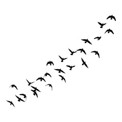 A flock of birds flying in formation across a white sky silhouette