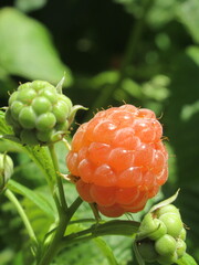 Zbliżenie na owoce maliny