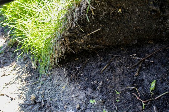 sod placed on untilled and unleveled soil that easily lifts up weeks later. 