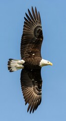 Fototapeta premium Majestic Eagle in Flight.