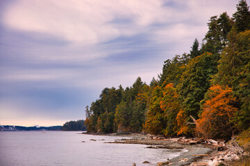 Vibrant golden foliage frames a calm ocean reflecting surrounding dense woods during the autumn season in departure bay, Nanaimo, vancouver island, british colombia, canada.