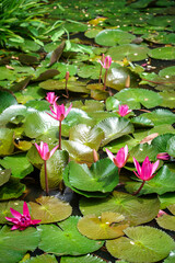 Many blooming pink water lilies (Lotus flower) on water surface and dark green leaves toned in pond. Vertical.
