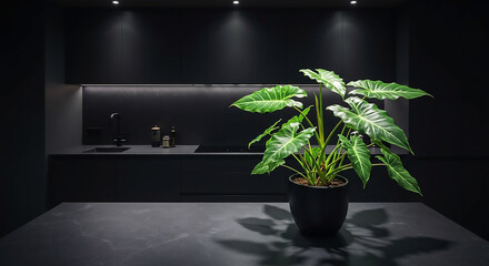 Striking Patterned Foliage Plant in a Modern Dark Kitchen, Illuminated by Dramatic Chiaroscuro Light, Evoking Mysterious Elegance and Sophisticated Ambiance