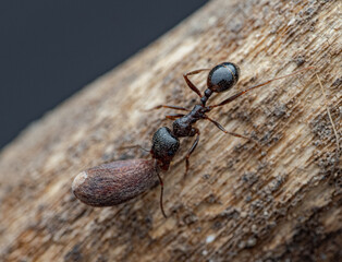 Macro photograph of an ant carrying a cocoon or pupa on rough wood surface. Detailed view of chitin body, head, antennae, and legs, highlighting insect behavior and natural environment.