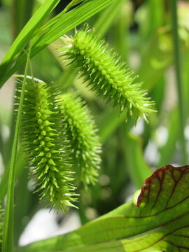 Zbliżenie na kwiat rośliny z gatunku carex pseudocyperus