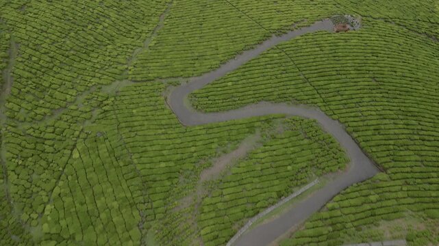 Aerial View of Tea Plantation Operations in South India 