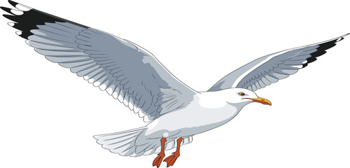 Realistic seagull in flight illustration, detailed feather anatomy, gray and white plumage, yellow beak and orange feet, nature-inspired vector artwork