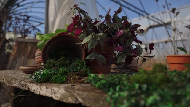 Spilled terracotta pot with moss and purple foliage on a garden bench