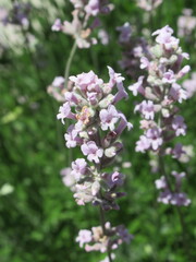 Zbliżenie na różowe kwiaty lawendy