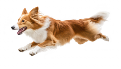 A joyful. energetic dog leaps gracefully through the air against a clean white background. its agility and enthusiasm. ideal for pet-related content and advertisements