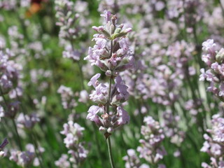 Zbliżenie na różowe kwiaty lawendy © Kumulugma