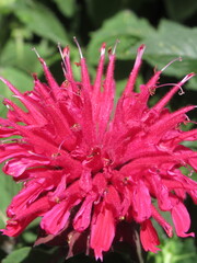 Zbliżenie na kwiat rośliny z gatunku Monarda