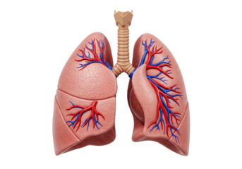 Human lungs isolated PNG, anatomical model showing respiratory system with trachea and bronchi for medical education and healthcare