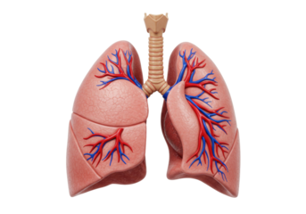 Human lungs isolated PNG, anatomical model showing respiratory system with trachea and bronchi for medical education and healthcare