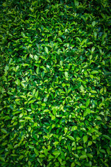 Natural green leaves of Banyan Tree on fence wall in natural garden for background, texture leaves of tree is background. Fresh green leaves leafy bushes, environmentally friendly.Vertical.