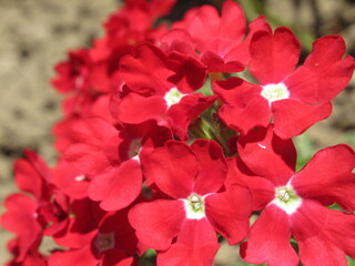 Zbliżenie na kwiaty werbeny © Kumulugma