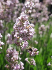 Zbliżenie na różowe kwiaty lawendy © Kumulugma