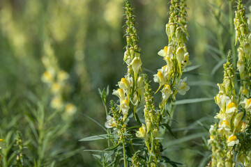 Yellow toadflax (Linaria vulgaris) in a meadow. Copyspace.