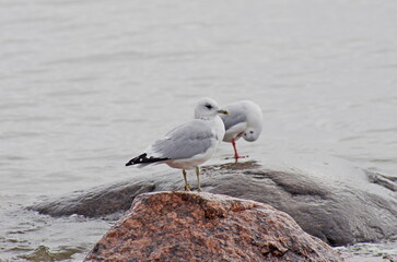 On the northern coast. Larus canus
