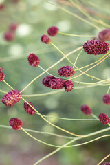 Red bud-shaped blossoms of the great burnet (Sanguisorba officinalis).