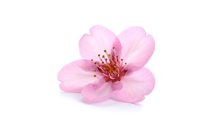 Delicate pink cherry blossom