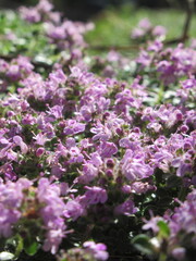 Zbliżenie na drobne kwiaty macierzanki © Kumulugma