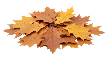 Pile of brown and yellow oak leaves isolated PNG, autumn foliage for seasonal design and decoration