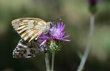 Iberian Marbled White butterfly couple

