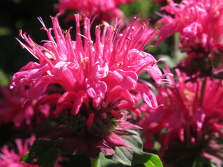 Zbliżenie na kwiat rośliny z gatunku Monarda