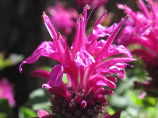 Zbliżenie na kwiat rośliny z gatunku Monarda