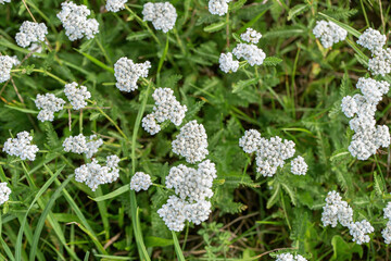 Group of white yarrow (Achillea millefolium) in a meadow. Picture from above.