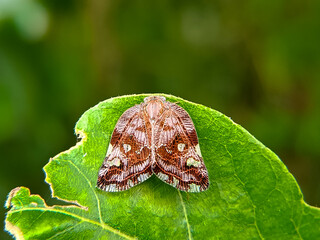 The insect in the image is a Passionvine Hopper (Scolypopa australis), a species of planthopper found in Australia and introduced to New Zealand. 