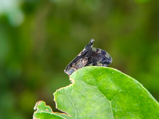 The insect in the image is a Passionvine Hopper (Scolypopa australis), a species of planthopper found in Australia and introduced to New Zealand. 
