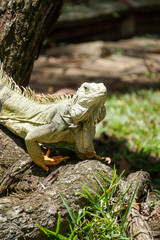 Iguana verde o iguana común (Iguana iguana)