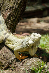 Iguana verde o iguana común (Iguana iguana)