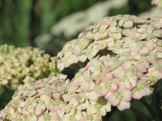 Zbliżenie na kwiaty rośliny z gatunku achillea © Kumulugma