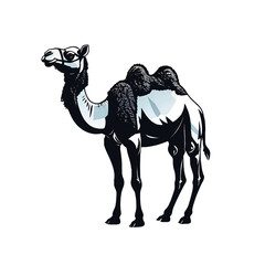 Camel standing in a desert landscape with a clear sky and warm sunlight during the afternoon