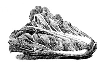 vegetable hand drawing engraving illustration isolated on white background