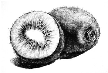 kiwi hand drawing engraving illustration isolated on white background