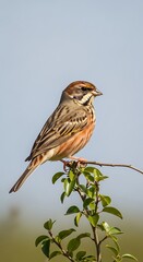 Fototapeta premium Beautiful Bird Perched on Branch.