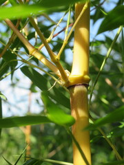 Zbliżenie na młode pędy bambusa © Kumulugma