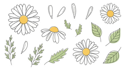 Elegant hand-drawn daisy flowers and leaves illustration on white background for design element