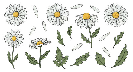 Delicate Daisies: A Botanical Illustration Showcasing Floral Beauty and Detailed Lines in a