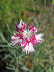 Zbliżenie na kwiat goździka