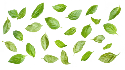 A collection of fresh basil leaves scattered artistically on a white background. their various shapes and textures. ideal for culinary or botanical themes