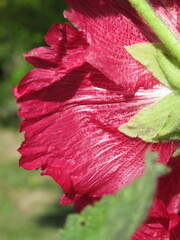 Zbliżenie na kwiat rośliny z gatunku malwa © Kumulugma