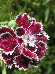 Zbliżenie na kwiat goździka